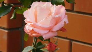 05=11=2025  уни  ПВН   (96)