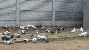 Первомайск голуби.2025 ноябрь.