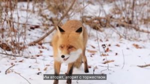 Ep.164 Childrens Christmas Program Russian Subtitles