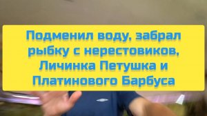 ПОДМЕНИЛ ВОДУ, ЗАБРАЛ РЫБКУ С НЕРЕСТОВИКОВ, ЛИЧИНКА ПЕТУШКА И ПЛАТИНОВОГО БАРБУСА