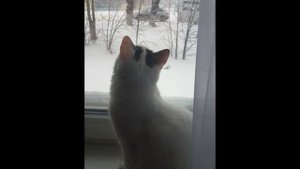 Моя кошка поёт