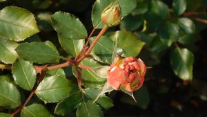 05=11=2025  уни  ПВН   (143)