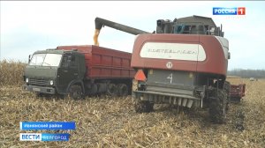 В Белгородской области завершается уборка кукурузы на зерно