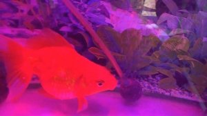 Уникальные мшистые барбусы,северумы и другие рыбки...