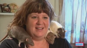 Она живёт с 19 крысами. ПЕРЕВОД. Странности