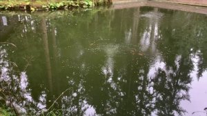 Карпы КОИ в пруду.Скоро морозы