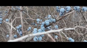 Терновый куст.