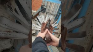 Мариупольские голуби П.Л.Скударя 
6.11.2025