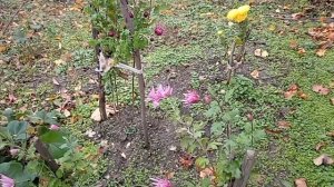 7 ноября. Для хорошего настроения. Желаю Вам.