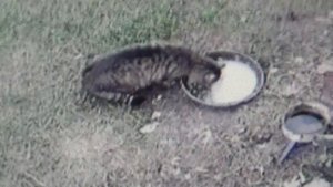 Кошка  с интересном положении. Скоро  будут котята.    ПОДПИШИСЬ