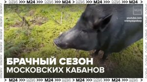 Брачный сезон начался у диких кабанов в Москве - Москва 24