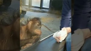 Фокус понравился