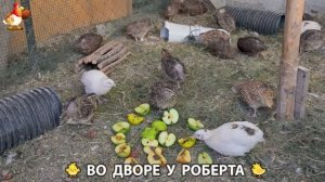 Содержание кур в домашних условиях и других птиц во дворе у Роберта 🐣🐤🦆🐔🪿🦃 (326)