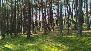 Куршская  коса