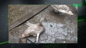 В Уфе спасают лебедя без крыльев