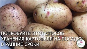 Оригинальный способ выращивания супер-ранней картошки: начинаем готовить с осени.