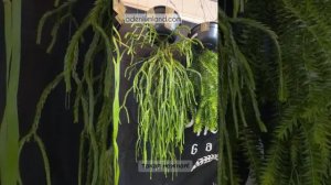 Хуперции из предзаказа 2026 на выставке BIEPSS-15 в Бангкоке