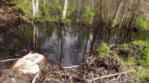 Бобры устроили переполох.