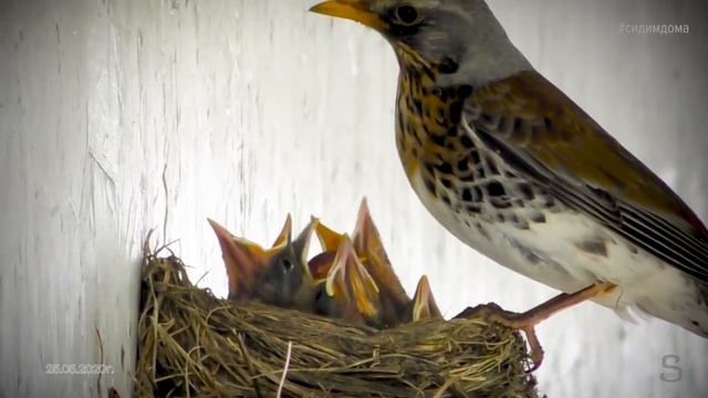 Дрозд-рябинник кормит своих птенцов. Drozd-ripper feeds his chicks.It 's a drizzle and his family.