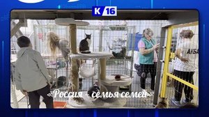 Помощь четвероногим