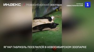 Ягуар Габриэль поселился в Новосибирском зоопарке