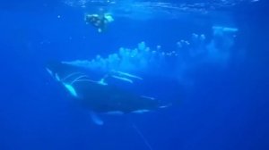 Кит обратился за помощью к людям