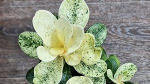 Адениум Малиновые мечты😍 Сеянец, выращенный из семян. Цветет малиновыми цветами.