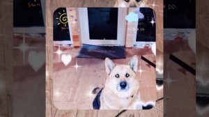 1000039508.mp4 (Собака смотрит на монтаж электропроводки ( по аварийным ситуациям ) в доме А-фрейм)