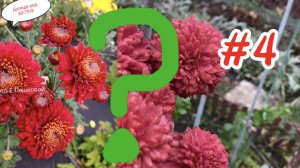 Хризантемы-загадки на моём участке