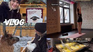 VLOG//Парк Альпак//Распаковка покупок с OZON//Лежанка на батарею для Персика//Готовлю ПП-Сочники//