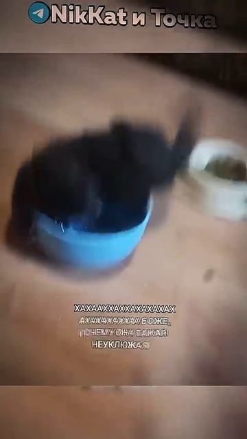 Ноуки ПАРАДЕЕВИЧ и Литвин |Свежие Мемы из TikTok в Shorts! #nikkat #мем #новости смотреть онлайн