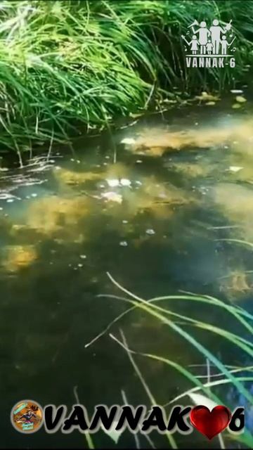 Осенние корабли