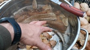 Добыча семян огурцов pomidom.ru ручным способом))