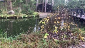 Какую рыбу выбрать для своего пруда.Мой опыт.