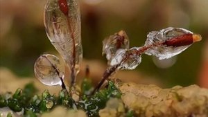 Завораживающие МАКРО ! (1)