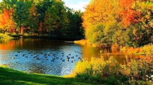 Красивые чистые пруды