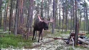 В югорском интернете встретили лося, глухаря и ястреба