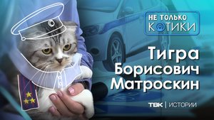 Как кот Тигра ведет уроки в гимназии?  / «Не только котики»