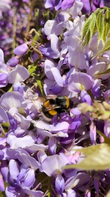 Наслаждайтесь весной... #поход #сербия #горы #безмятежность смотреть онлайн