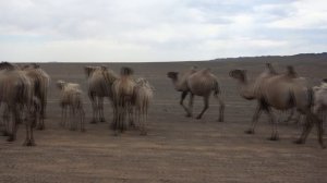 Проехали мимо верблюдов   @ Монголия, 2025