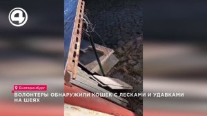 Спасённые кошки из ловушки в Екатеринбурге