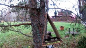 Сойка на кормушке.