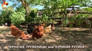 Куриная рутина – что делают куры на выгуле 😂 эпизод (49)