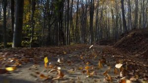 Золотые Драконы и Ангелы Света о любви физической 15.10.2025г (168 Послание)