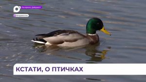 Жители Владивостока приходят на озеро Торфяное подкормить водоплавающих