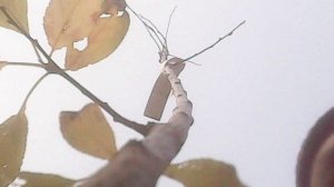 Во исполнение заповеди Христовой о почитании родителей - ношу саженцы на хранение