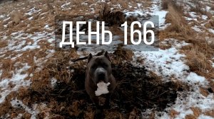 День 166