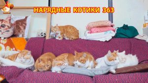 Нарядные Котики расслабляются на солнышке 🌞 🐈🐈🐈 (363)