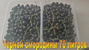 7 соток. Хроника  Дача август 2023 год-