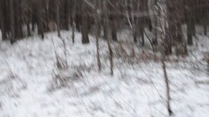 В сибирском лесу: почувствовал дыхание зимы. Лес готов к зиме. Снимаю на фотокамеру без стабилизации